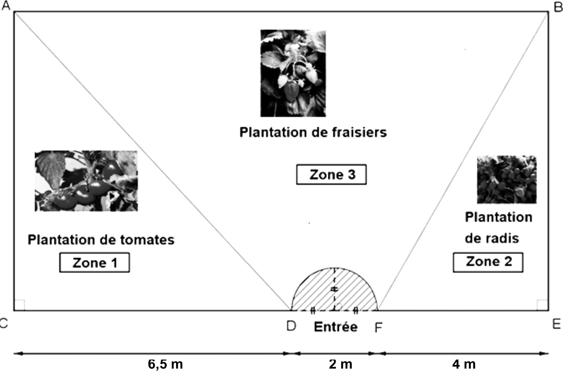 Terrain rectangulaire ABEC avec zones tomates (triangle ACD), radis (triangle BEF), fraisiers et entrée en demi-disque sur [DF].