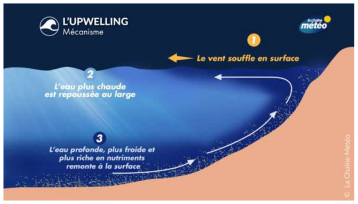 mécanisme de l'upwelling (remontée des eaux froides profondes vers la surface).