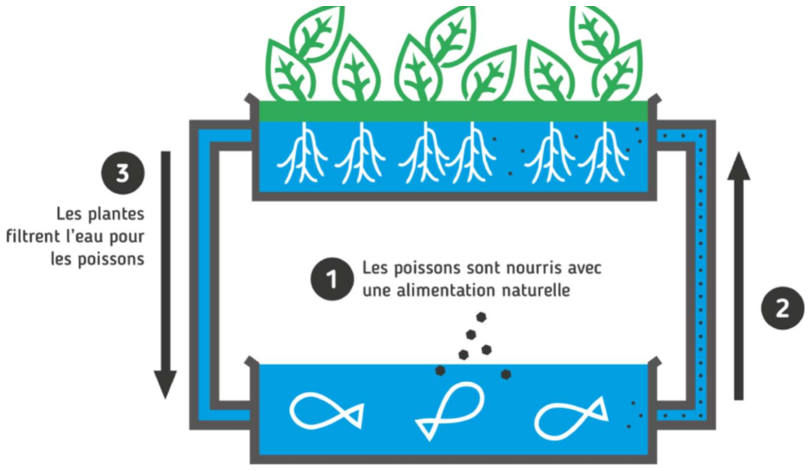 schéma d'un système aquaponique (bac à poissons, circulation de l'eau, bac de culture des plantes), avec des étapes numérotées. Source : eau-agriculture.com.