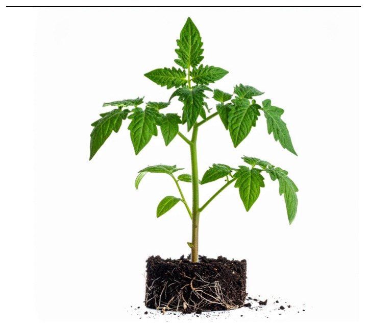 jeune plant de tomate feuillu, sans fleur ni fruit, avec sa motte de terre et ses racines. Source : auteurs.