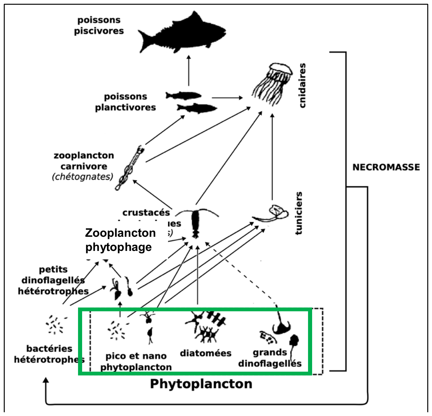 schéma d'un réseau trophique océanique reliant phytoplancton, zooplancton phytophage et niveaux supérieurs. D'après Sommer et al. (2002).
